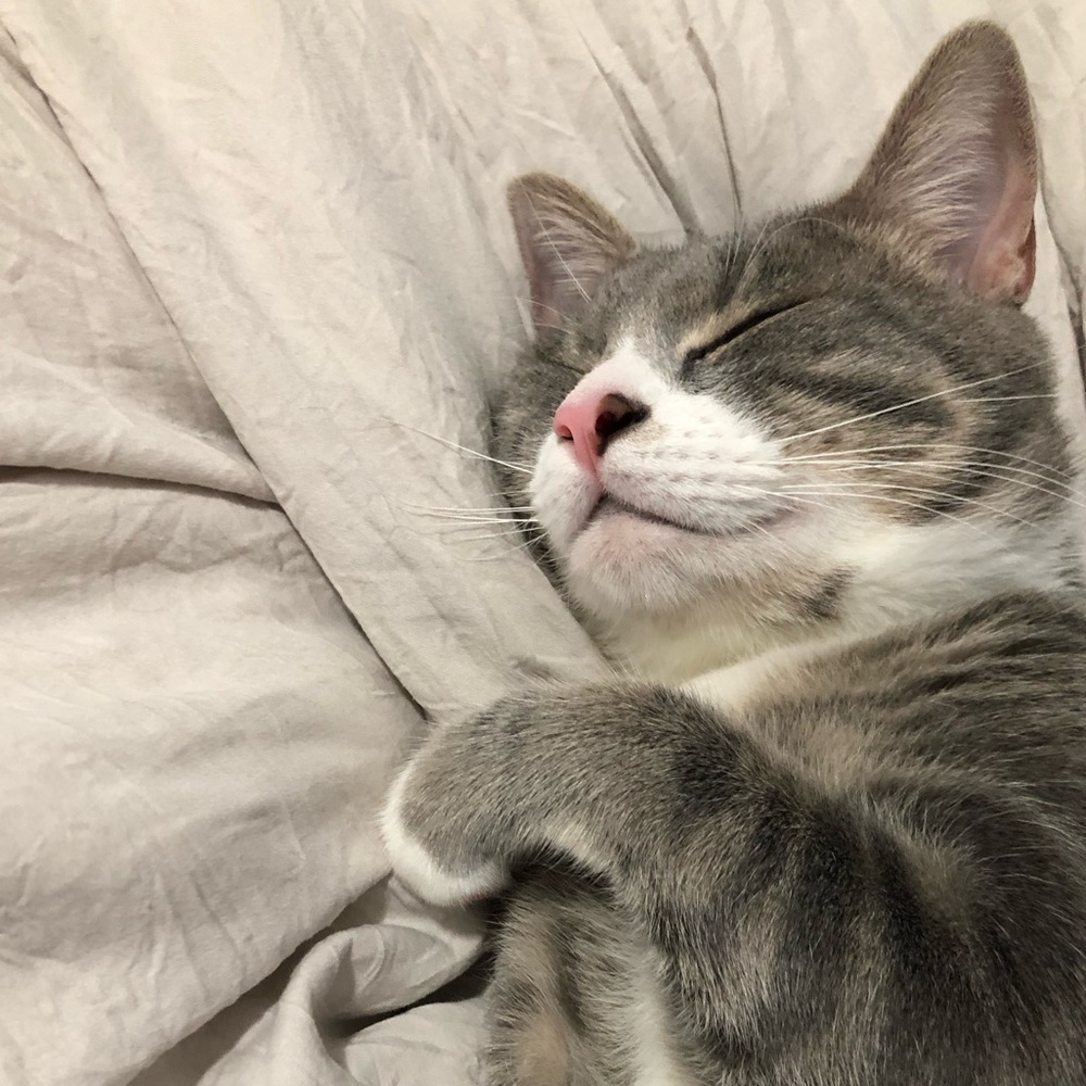 Meet your Posher, Lendy